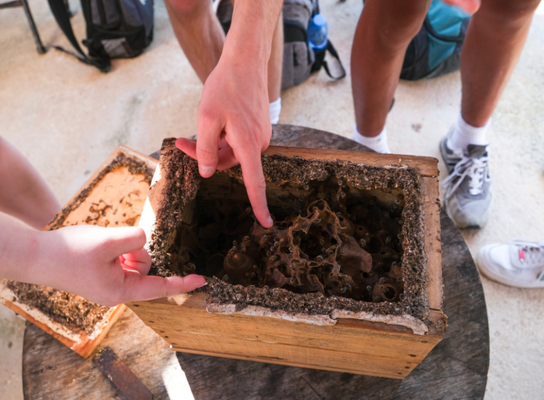 Maya Bees