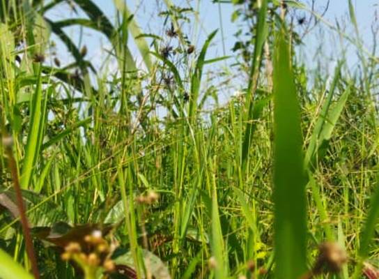 Vegetables . As green cover plants , formation of oxygen , food and nutrition )