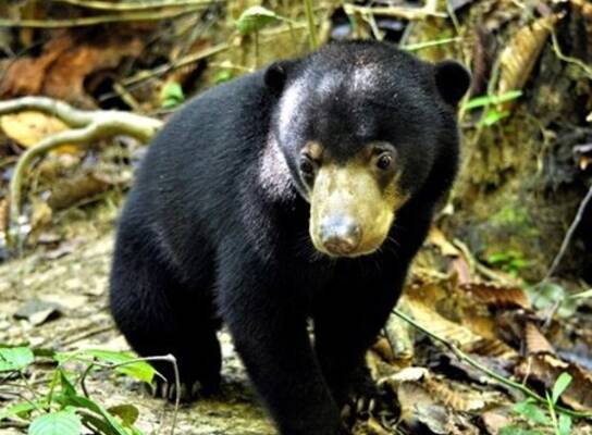 A Bornean sun bear in the rainforest at a conservation project in Malaysia
