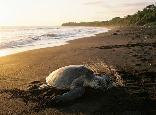 Olive ridley sea turtle on the at Ostional Wildlife Refuge Costa Rica