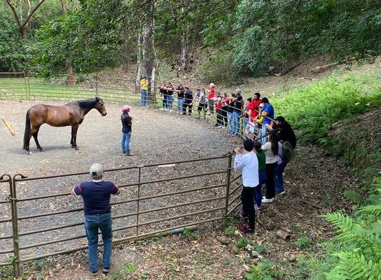Students participate in interactive workshops focused on equine behavior, communication, and understanding horse body language through observation and hands-on learning