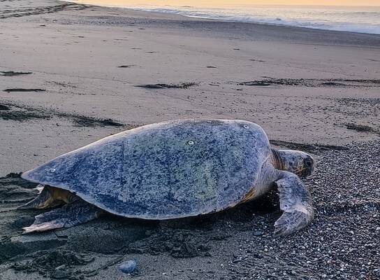 Green sea turtle crawling back to the ocean at dawn on a Pacific beach in Costa Rica