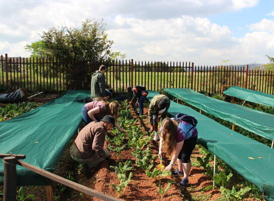 Volunteering & Gardening