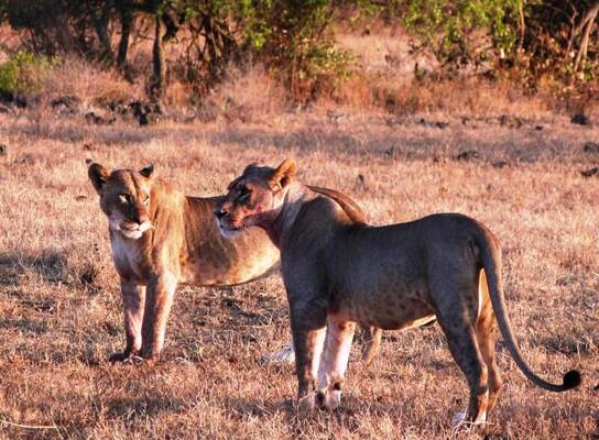 Lions of Soysambu