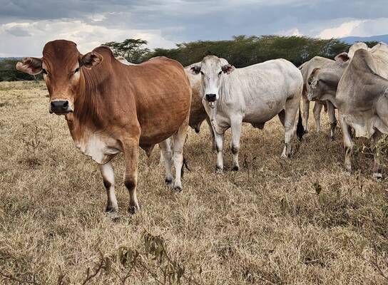 Borana cows