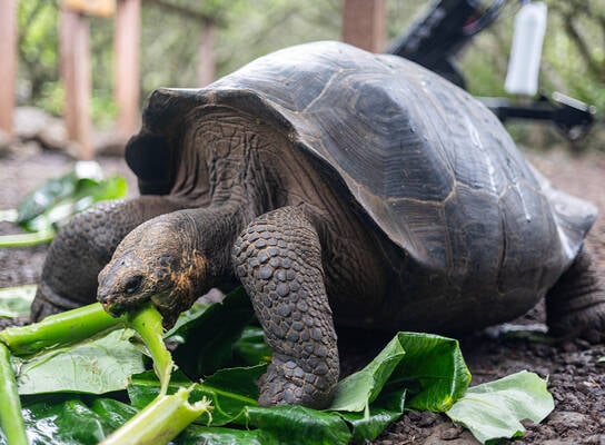 A giant tortoise takes a bite out of a thick green plant stem from a pile of fresh leaves on the ground.
