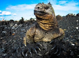 Galapagos Islands Marine Iguanas