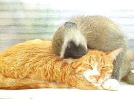 A safe haven for all animals in need