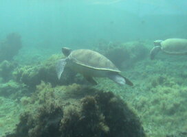 Green sea turtle swimming in Kefalonia