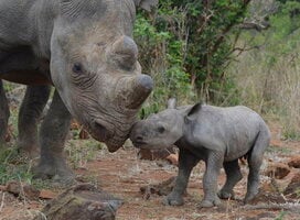 Hands-on rhino conservation
