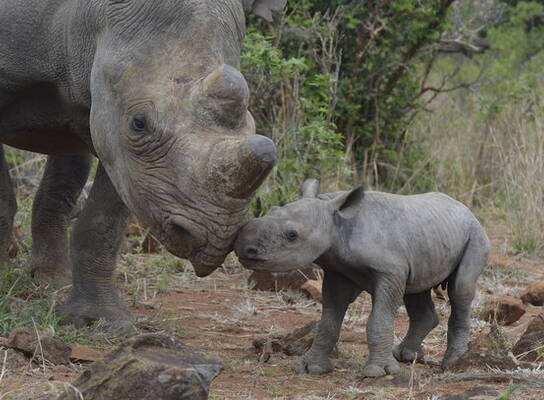 Hands-on rhino conservation
