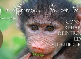 Wildlife Volunteering in Africa with Primates