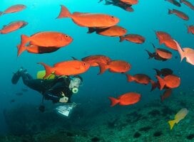 Marine volunteering Mozambique