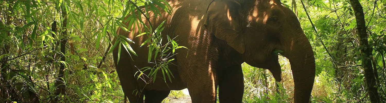 Volunteer with Elephants at the Mondulkiri Elephant & Wildlife Sanctuary FREE!