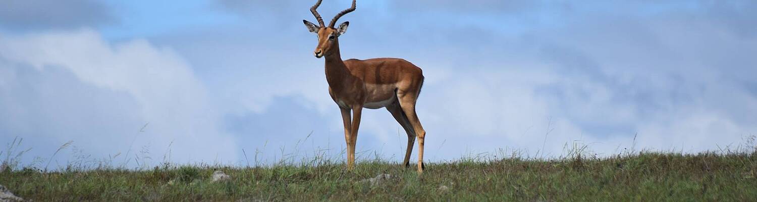 Wildlife Conservation Experience with the Big 5 in South Africa