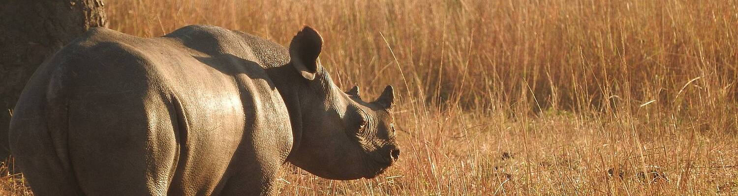 Wildlife Conservation Programmes in Zimbabwe
