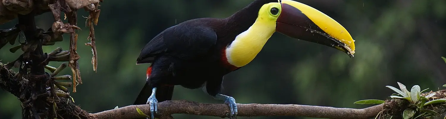 Cultural and Spanish Language Immersion in Costa Rica