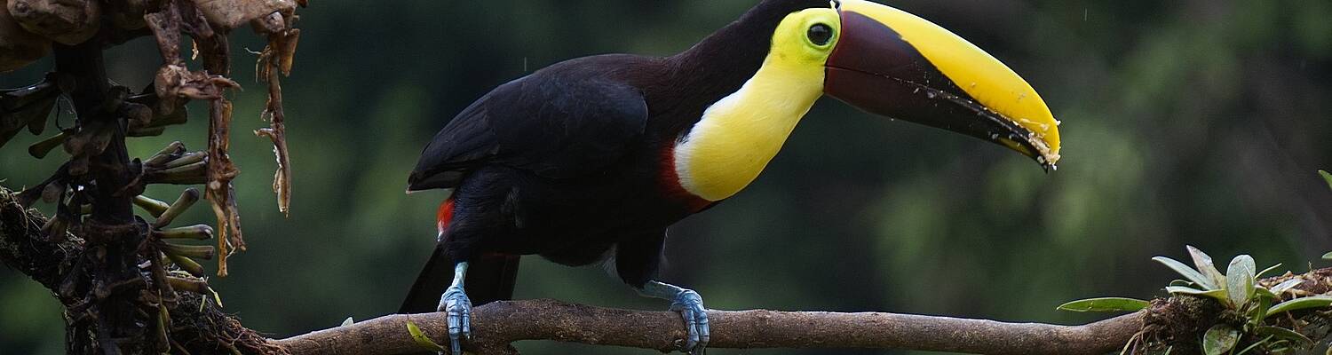Cultural and Spanish Language Immersion in Costa Rica
