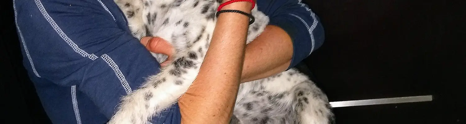 Dog Rescue in Mexico