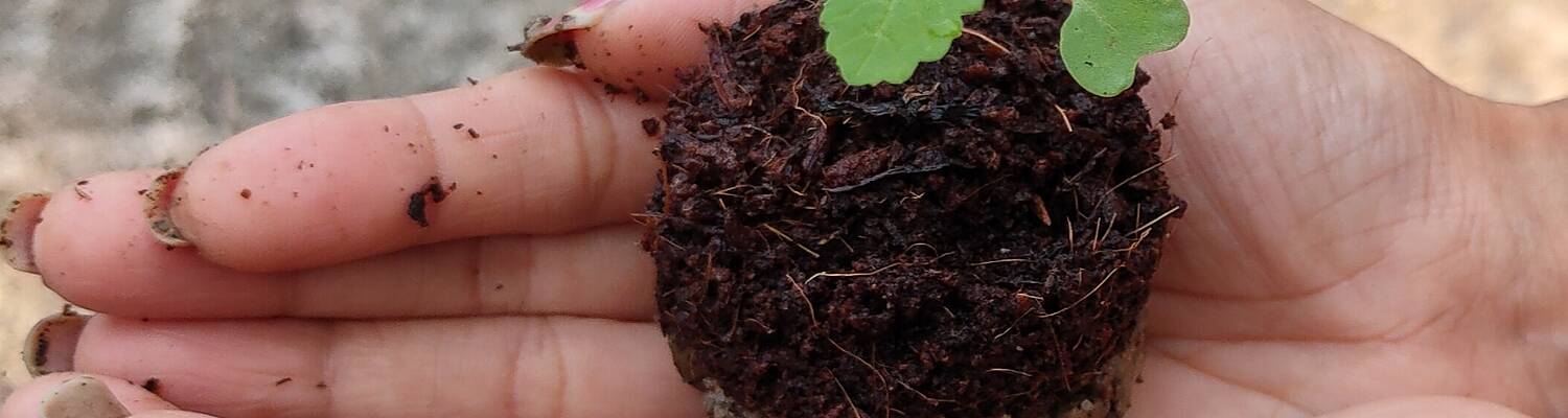 Rooftop Organic Farming in India

