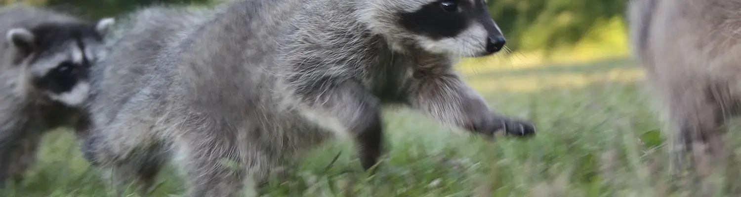 Wildlife Volunteer in Vancouver, Canada