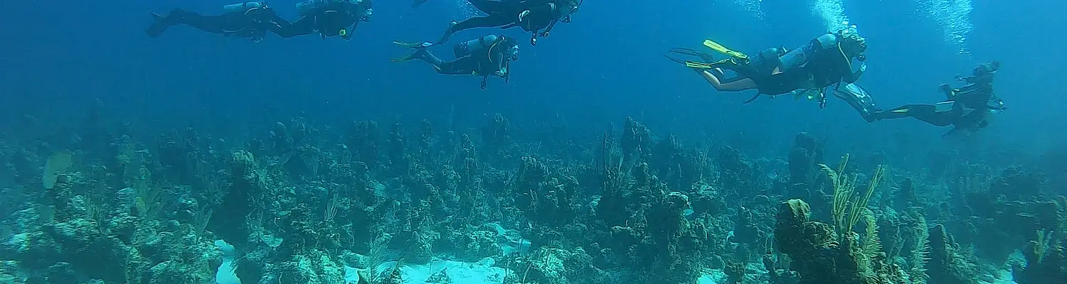 Marine Science Gap Year: Andros, Bahamas