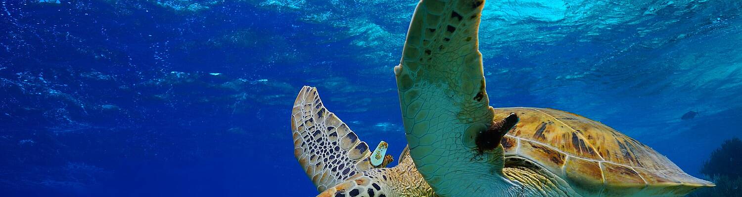 ARCC Summer Programs | Belize: Caribbean Reef Conservation 
