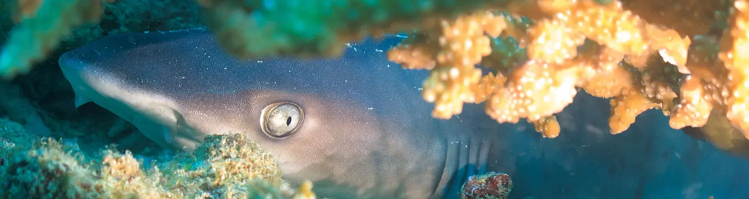 Research Assistant Program at Gili Shark Conservation in Indonesia