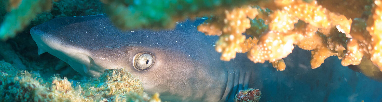 Divemaster Conservation Program in Indonesia
