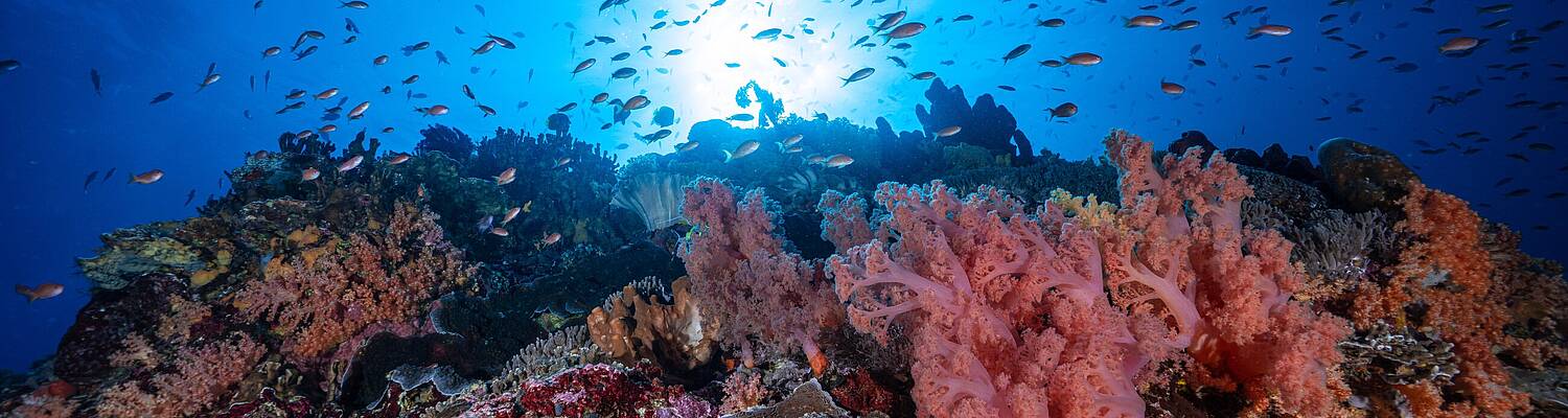 PADI Divemaster 4 to 8 week Program
