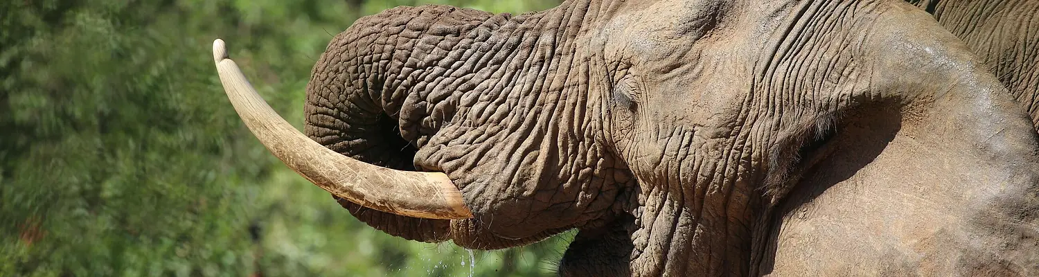 African Ecology & Conservation Field Program in South Africa