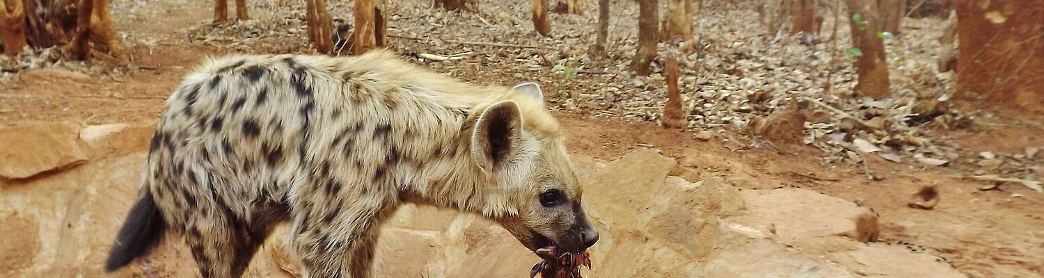 Wildlife Rescue in Malawi
