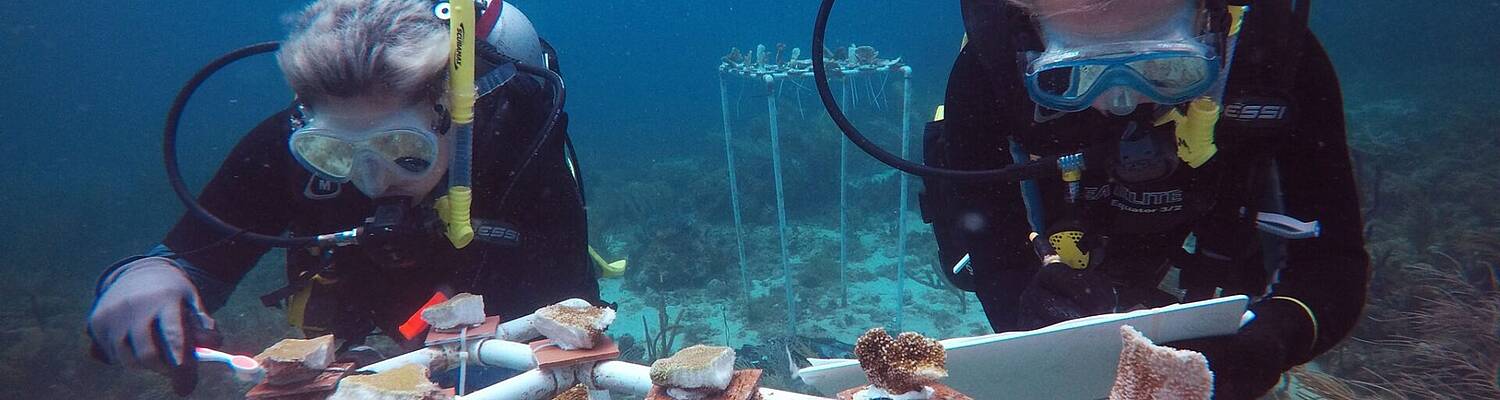 Research Assistant: Marine Conservation Volunteering in Dauin, Philippines and Carriacou, Grenada.
