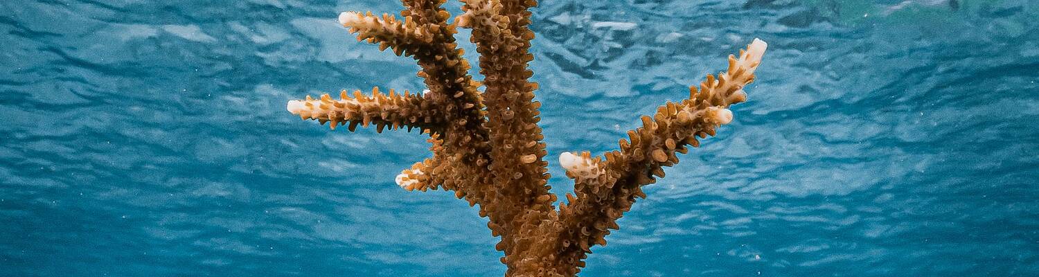 Coral Restoration Course 
