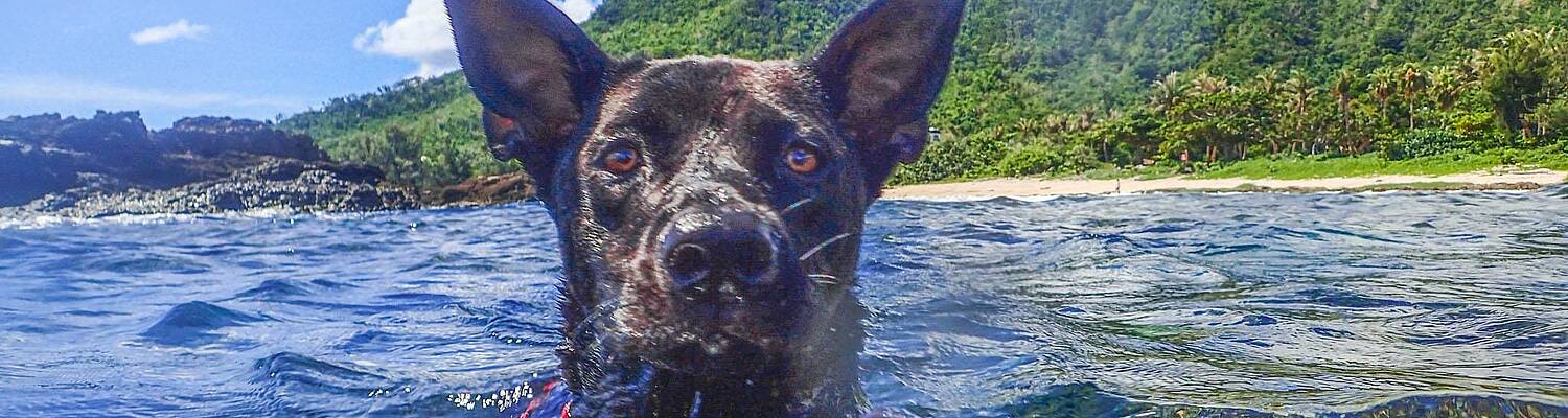 Assistant Dog Trainers Course in Thailand 
