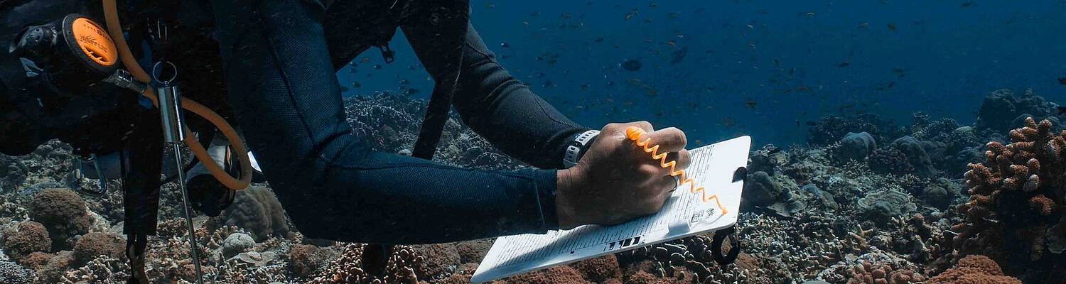 Ecological Monitoring Program Internship at Blue Marlin Gili Air
