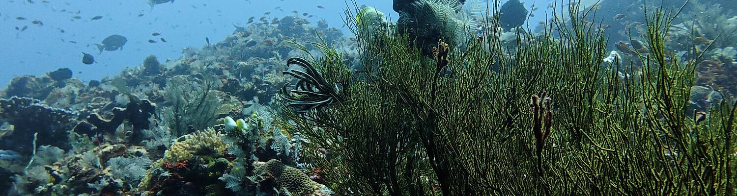 Marine Conservation Internship
