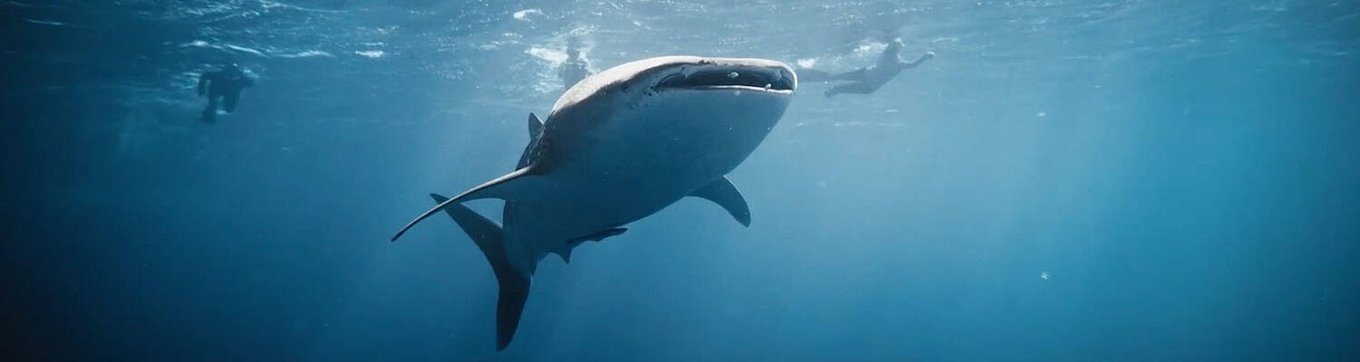 Seamester:  South Africa to Caribbean - 90 Days
