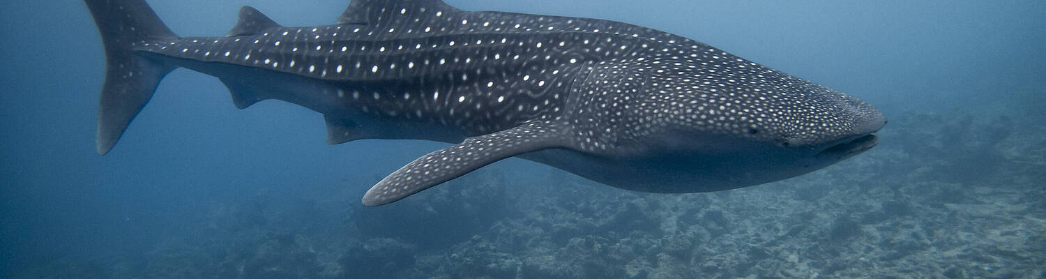 Maldives Whale Shark Research Expedition
