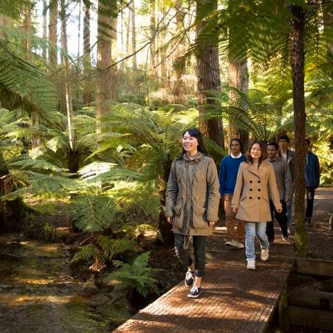 Students walking through a forest
