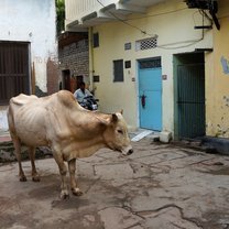 A typical Varanasi road