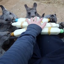 Feeding the kangaroos 