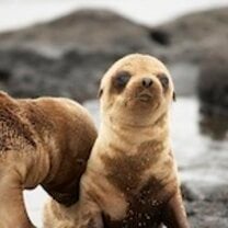 Galapagos