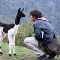 Llama