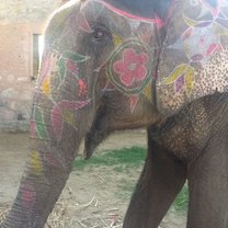 Elephants 