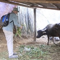 feeding grass for water buffalo