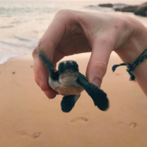 Turtle release