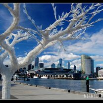 Study Abroad in Australia with CCSA as your guide!