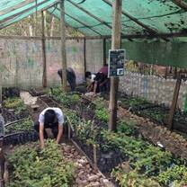 developing plants at the greenhouse