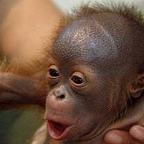 A GapForce Volunteer with an Orangutan in Sumatra
